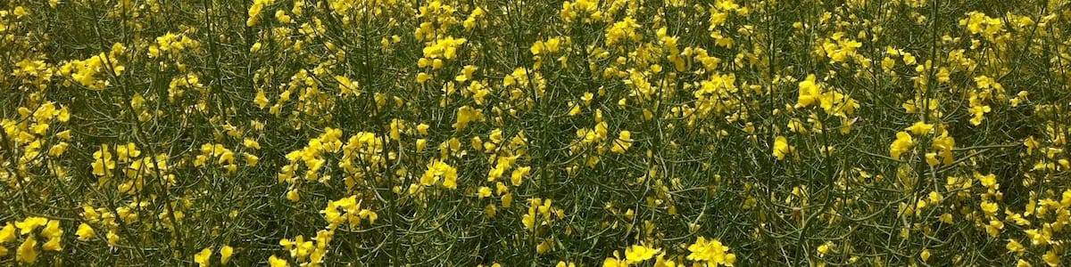 Photo "Raps" by TMbux (Creative Commons Attribution-Share Alike 3.0) / Cropped from original