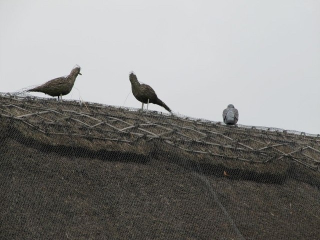 Three on the roof The roof decorations on the thatched cottage on the High Street, Long Wittenham, you might have noticed one of them is real.