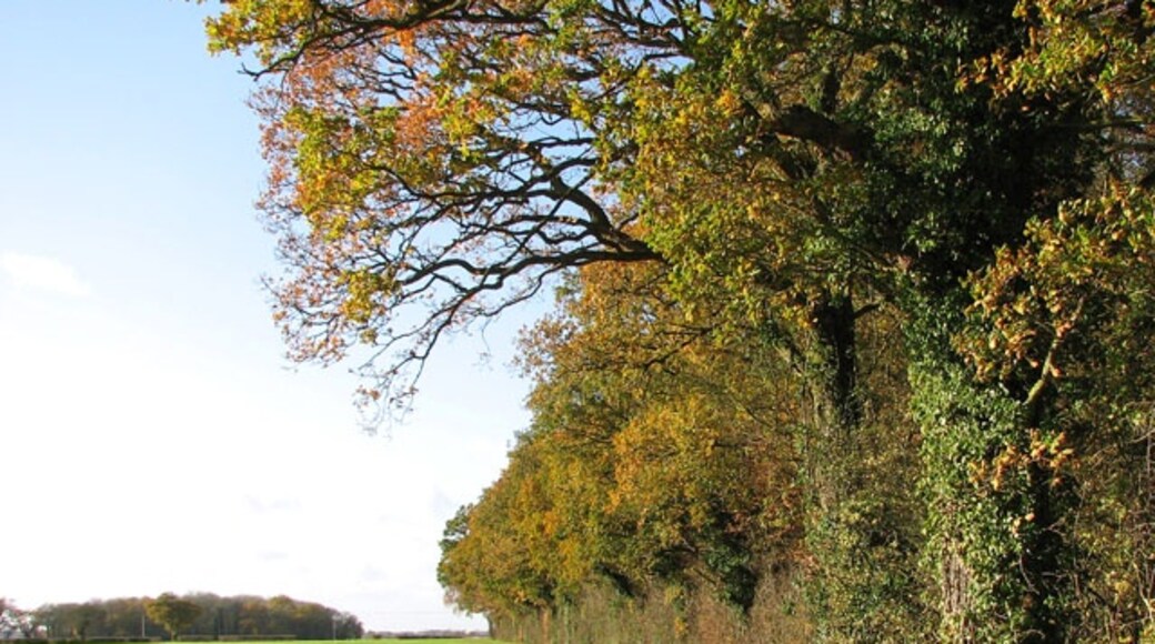 Foto „Bracon Ash“ von Evelyn Simak (CC BY-SA)/zugeschnittenes Original