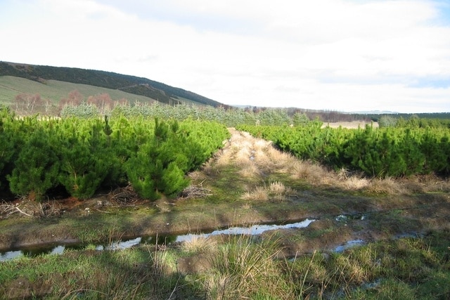 Drynie Woodlands Part of a large 'tree farming' operation on Mains of Drynie farm.