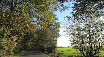 Blackmore Road near Blackmore, Essex. A view looking east with edge of Fryerning Wood on lefthand side