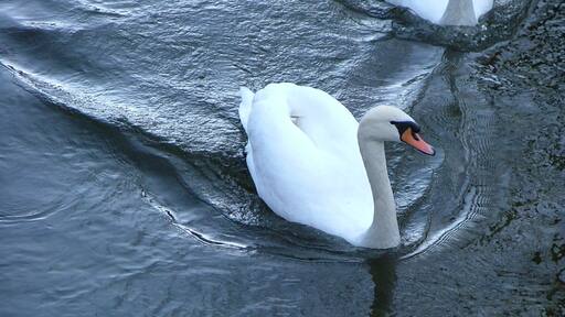 Foto "Bühl am Alpsee" di Richard Mayer (CC BY) / Ritaglio dell’originale