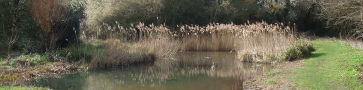Photo "Pond by Valley Road, Welwyn Garden City" by John Partridge (Creative Commons Attribution-Share Alike 2.0) / Cropped from original