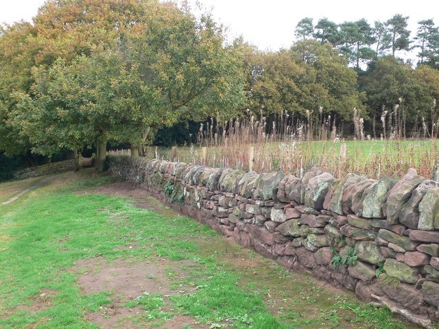 Sandstone Wall on the Sandstone Trail. Leaving the woods of Peckforton Hills.