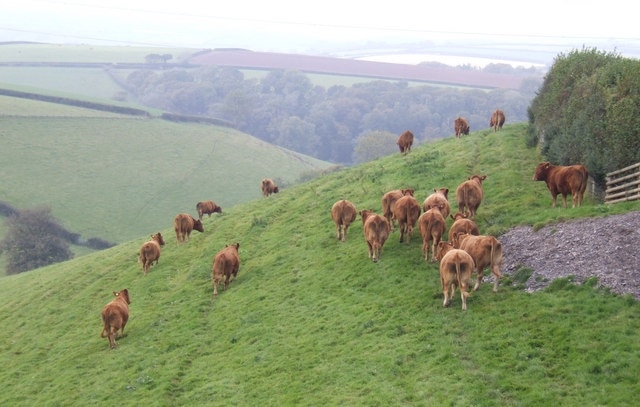 Free-range beef On steep pasture above the Tregondale valley near Lambest farm.