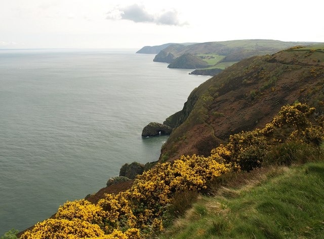 Coast east of Great Burland Rocks. From Martinhoe Footpath 13. Rocks beyond Hollow Brook Combe are just visible above the gorse. Conspicuous beyond is 73911. The headlands beyond are, from right to left, Crock Point, Duty Point, Ruddy Ball below Hollerday Hill, and Foreland Point.