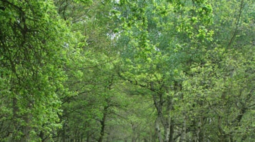 Foto "Parque de Sherwood Forest" por Kate Jewell (CC BY-SA) / Recortada de la original