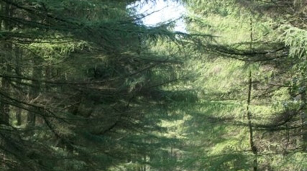 Foto „Stape“ von Mick Garratt (CC BY-SA)/zugeschnittenes Original