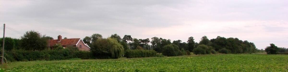Photo "Park Farm fields Crop of sugar beet to be harvested later this autumn." by Lisa Wild (Creative Commons Attribution-Share Alike 2.0) / Cropped from original