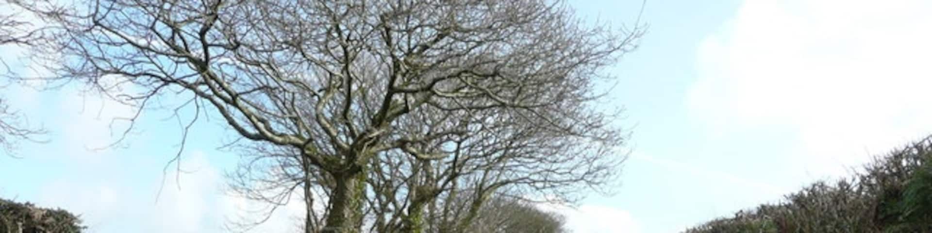 Deep-set lane This public byway takes the traveller directly from Gooseham to Eastcott and Hackmarsh.