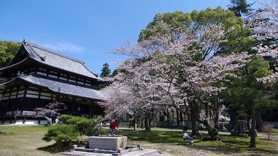 Photo "Negoroji and Sakura (Iwade, Wakayama, Japan)" by Kumamushi (Creative Commons Attribution-Share Alike 3.0) / Cropped from original
