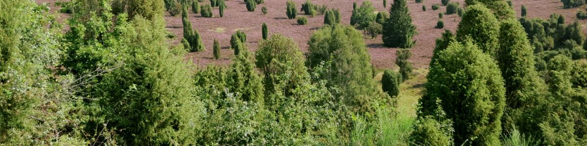 Photo "Blick über das Heidetal "Totengrund" bei Wilsede" by C.Löser (Creative Commons Attribution 3.0 de) / Cropped from original