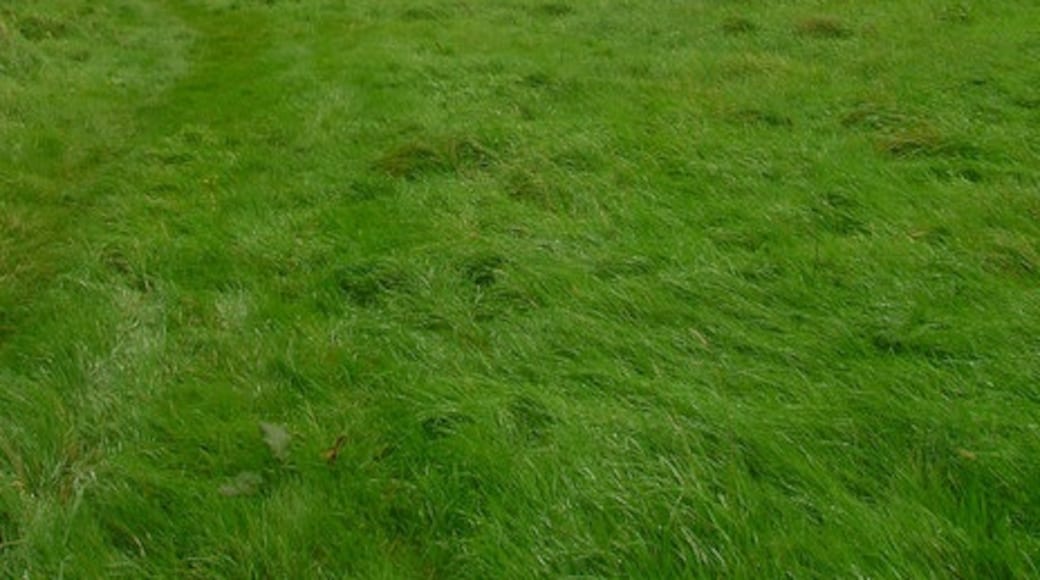 Foto "Newtimber" por Simon Carey (CC BY-SA) / Recortada de la original