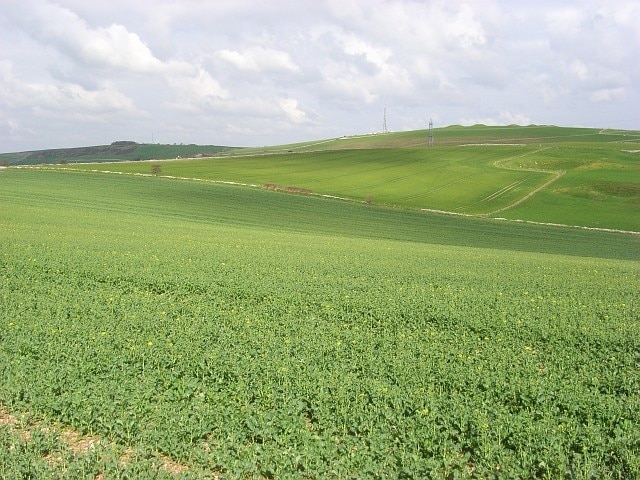 Farmland, Bincombe An oil-seed rape crop is just coming into bloom. Beyond is a cereal field. The land to the right slopes down towards the Coombe Valley.