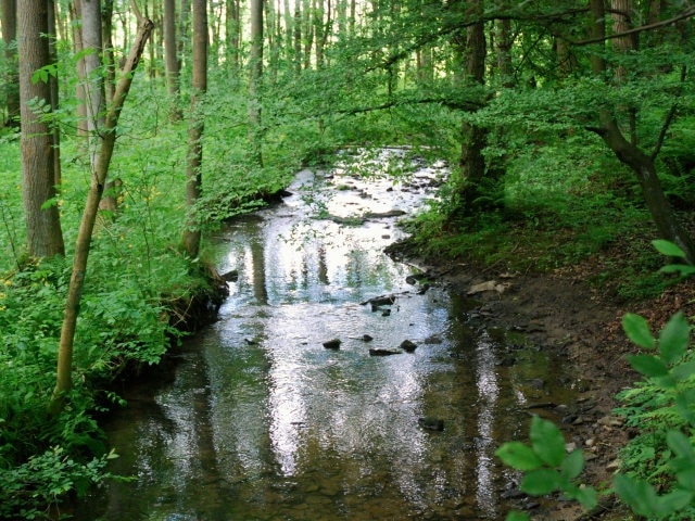 Naturschutzgebiet EN-007 „Elbschebach Witten Bommerholz“, Bachaue elbscheaufwärts gesehen, Stadtgrenze zwischen Wetter-Esborn (Bach und bruchwaldartiger Bereich links) und Witten-Vormholz (rechts vom Ufer)