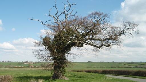 Foto “Denton and Caldecote” tomada por Michael Trolove (CC BY-SA); recorte de la original