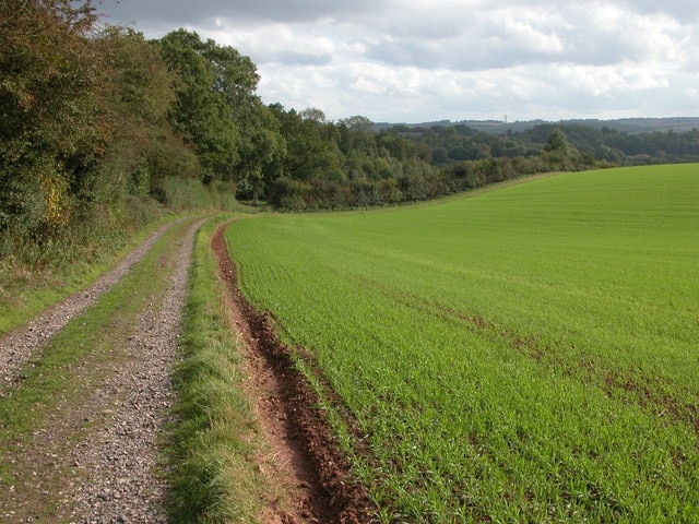 Field of winter cereals Field of winter cereals to the east of Hopeshill Coppice. The track on the left is the route of a footpath.