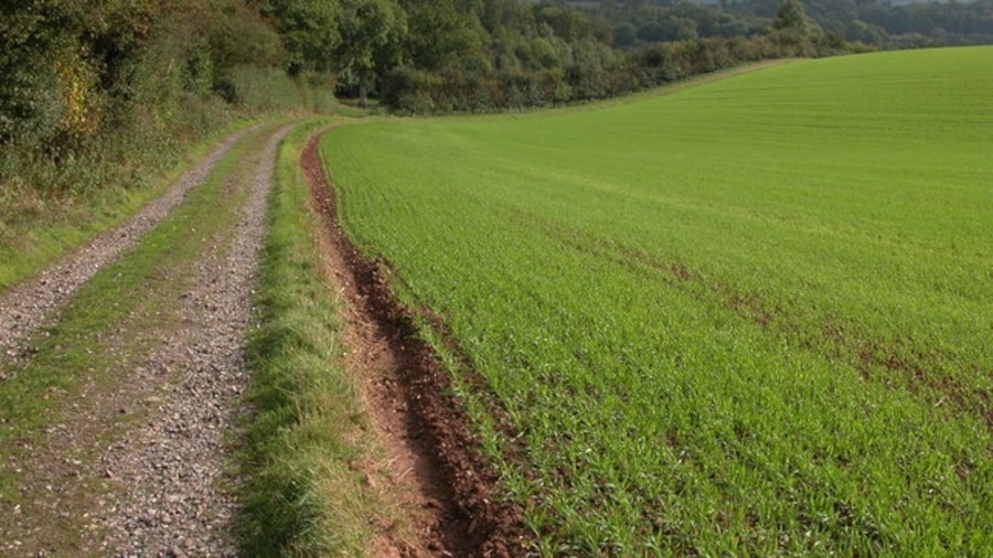 Photo "Field of winter cereals Field of winter cereals to the east of Hopeshill Coppice. The track on the left is the route of a footpath." by Philip Halling (Creative Commons Attribution-Share Alike 2.0) / Cropped from original