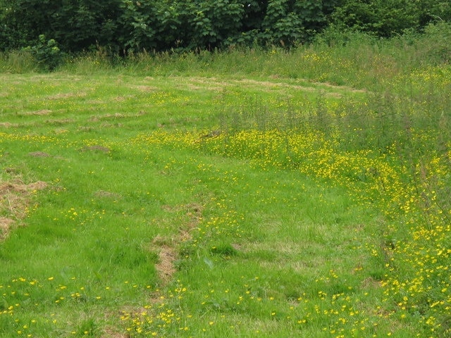 Buttercups in meadow Near Moaps Farm