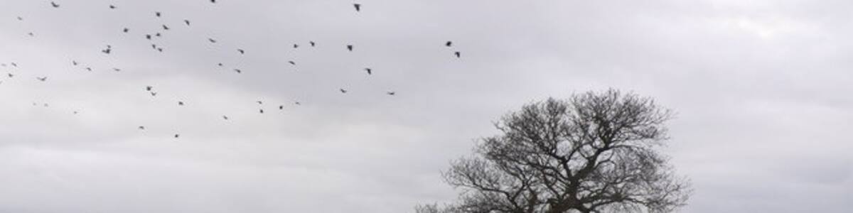 Photo "Crows, old tree and hedgerow Old tree in a hedgerow just off the B3143 between Dorchester and Piddlehinton" by Nigel Mykura (Creative Commons Attribution-Share Alike 2.0) / Cropped from original