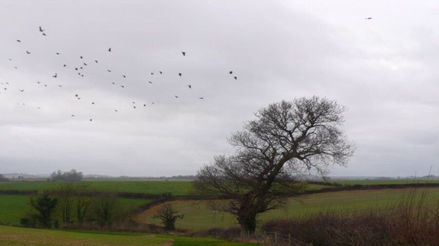 Photo "Crows, old tree and hedgerow Old tree in a hedgerow just off the B3143 between Dorchester and Piddlehinton" by Nigel Mykura (Creative Commons Attribution-Share Alike 2.0) / Cropped from original
