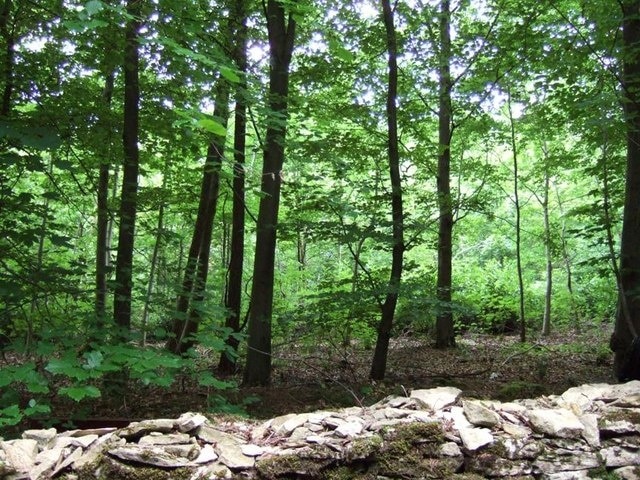 Woods alongside A436. View over a Cotswold drystone wall into the woods lining the A436 between Adlestrop and Chastleton.