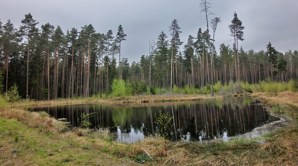 Foto „Speinsharter Forst“ von G. Zapf (CC BY)/zugeschnittenes Original