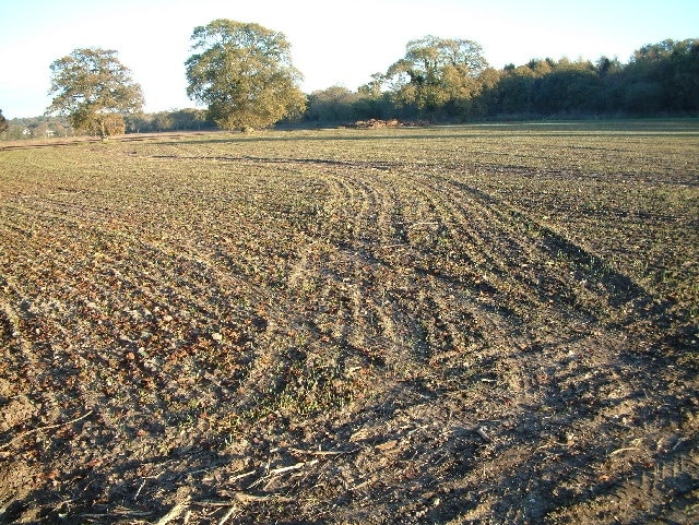 Farmland, North Bockhampton, Bransgore. This a view towards Barrett's Copse.