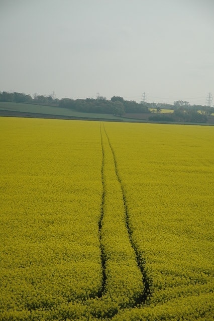 Fields Of Gold.