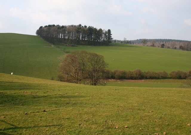 Sheep pasture on Gallt-y-wrach hillside A small square of plantation (which straddles this square and SJ2332) on a 390m rise dominates the view north over sloping sheep pasture on the north west side of the Gallt-y-wrach hillside. View from the junction of the track running ESE-WNW with public footpaths to Cefn-y-maes & Cefn Canol, at around 335m