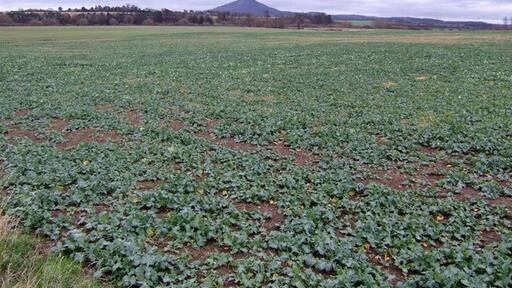 Foto „Cound“ von Jonathan Billinger (CC BY-SA)/zugeschnittenes Original