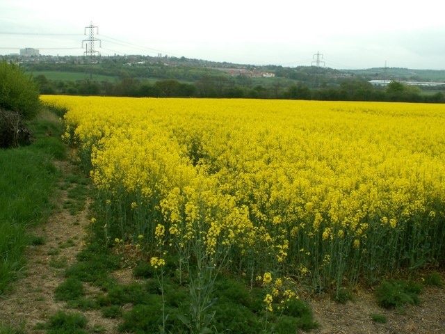 Blooming yellow Rapeseed fields in South Yorkshire - England. Taken from Hill End Road, Barnsley General Hospital can be seen left hand skyline