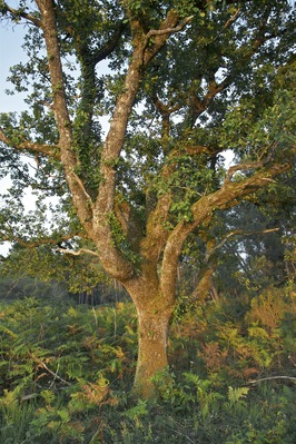 Portrait of an oak (Quercus robur), evening light, Dordogne, France.