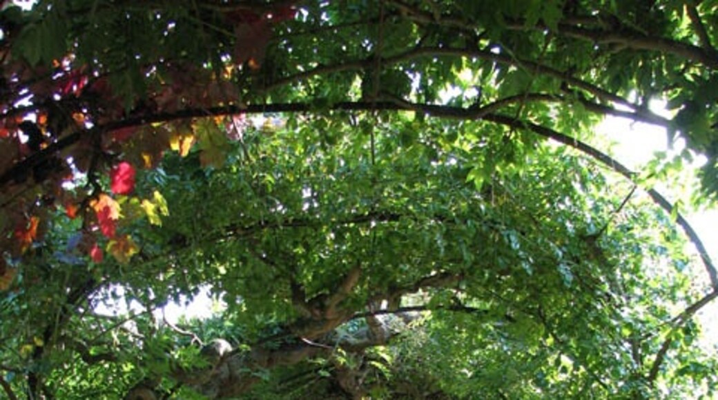 Foto „Somerleyton“ von Evelyn Simak (CC BY-SA)/zugeschnittenes Original