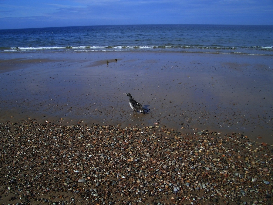 Sick Bird
