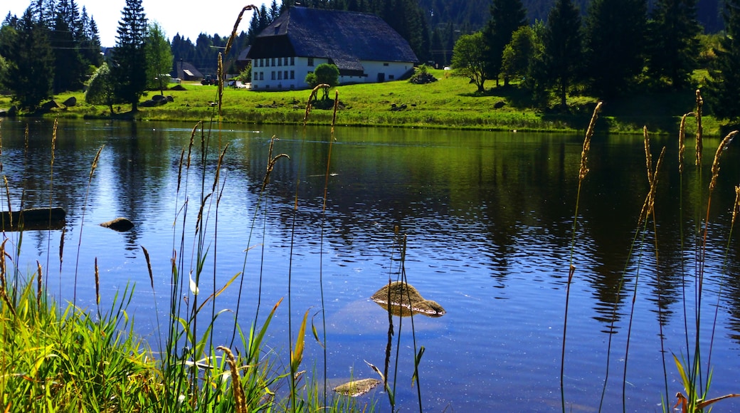 Foto „Schönwald“ von Dg-505 (CC BY)/zugeschnittenes Original
