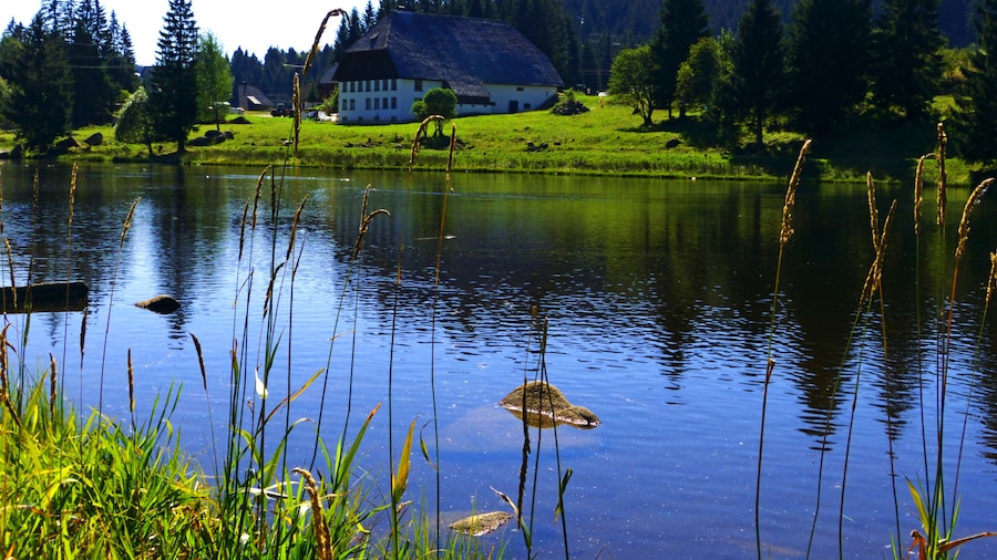 Photo "Pond" by Dg-505 (Creative Commons Attribution 3.0) / Cropped from original