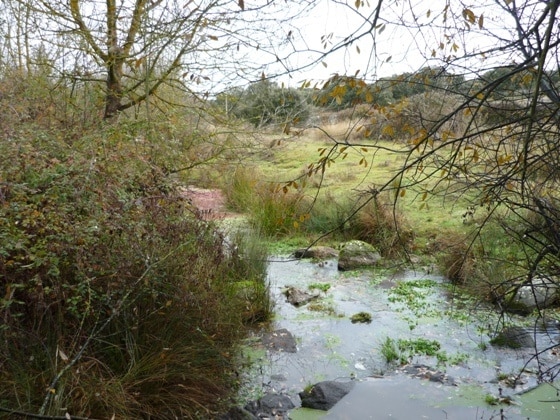 Arroyo Rivera del Campo. Se construirá un viaducto en el cruce con el arroyo.