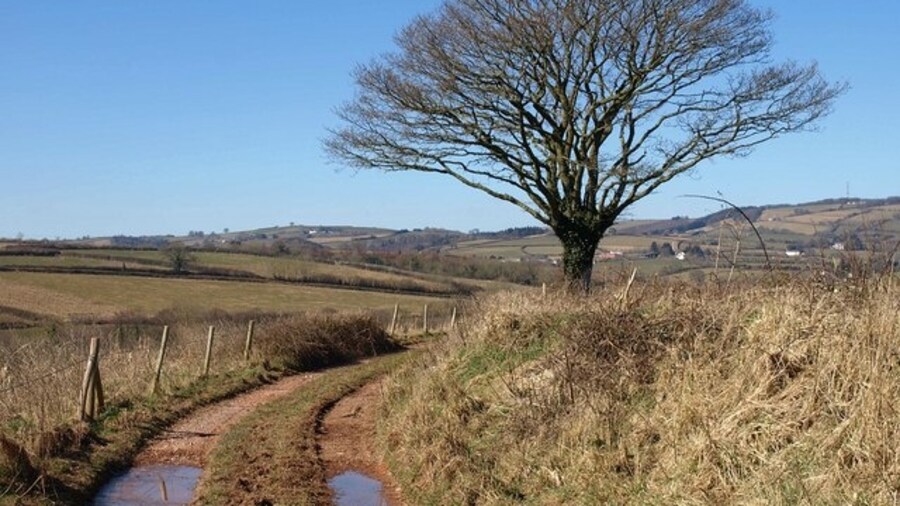 Photo "Oak by the West Deane Way The Way is following bridleway T 28/6 as it curves between fields south of Tolland." by Derek Harper (Creative Commons Attribution-Share Alike 2.0) / Cropped from original