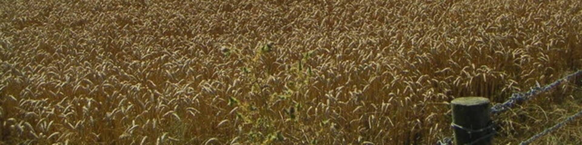 Borough Farm Fields. The view from the top of the Borough Farm drive way, out across fields looking towards Stewkley.