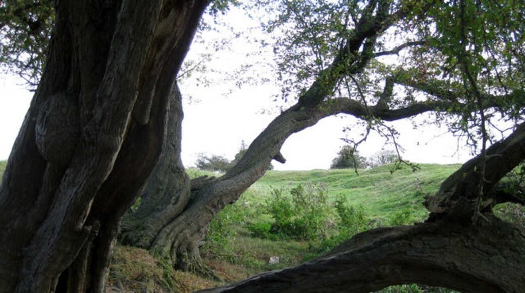 Photo "Hawerby cum Beesby" by Kate Nicol (CC BY-SA) / Cropped from original