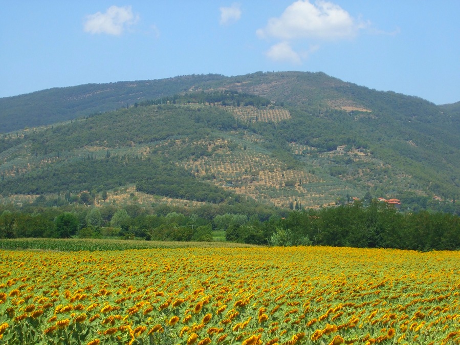 Monte Castiglion Maggio e i girasoli della Val di Chio
