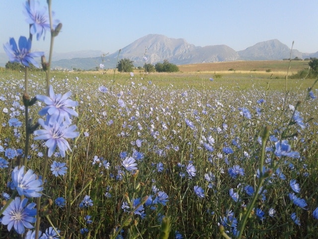 Il monte Tino visto da Collarmele