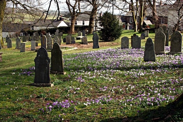 Churchyard with Crocusus The churchyard of St Cleer church in the Spring.