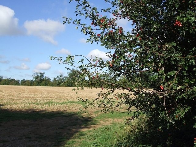 Haws in the hedge. Taken through the entrance to a field off the lane from Aston Abbotts to Cublington a little north of Brook Leas Farm. The hedgerow was full of haws, the berries of the hawthorn bushes. The field beyond looks to have been harvested already.