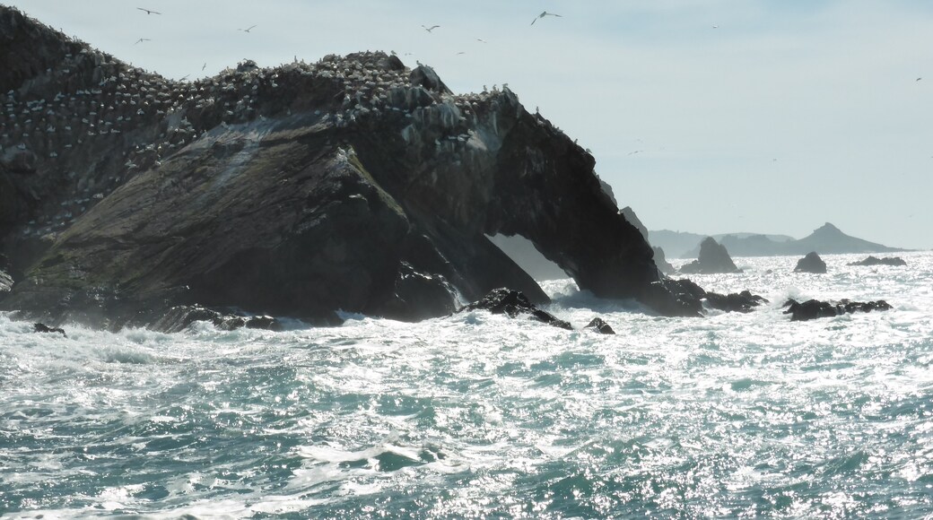 Billede "Sept Îles Naturreservat" af Vitré2.0 (CC BY-SA) / beskåret fra det originale billede