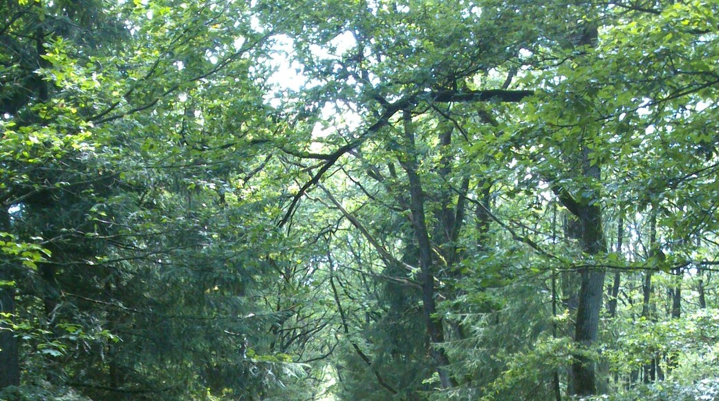 Foto ‘Mazières-en-Mauges’ van Sébastien Carlier (CC BY) / bijgesneden versie van origineel