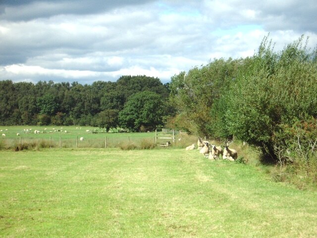 Photo "Musgrave" by Alexander P Kapp (CC BY-SA) / Cropped from original