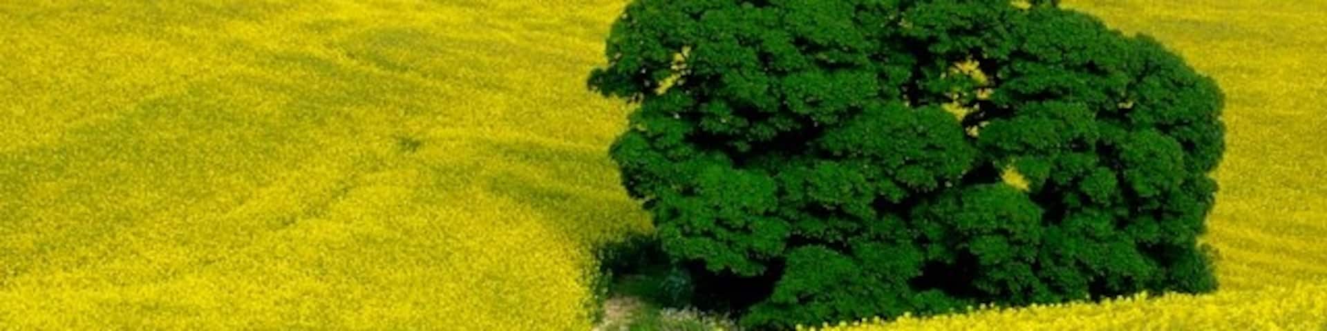 Countryside near Dole's Ash Farm This oak tree amongst the rape is close to the bridle path that runs along the small valley between Doles Ash Farm and Thorncombe Farm
