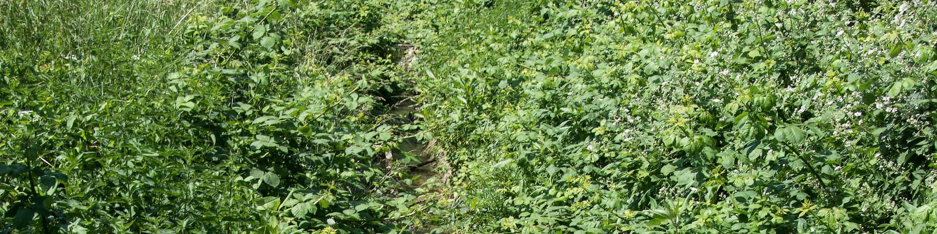 Ohlebach, Verlauf parallel zur B 449